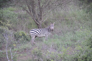 Zebra in Tsavo East