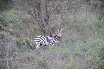 Zebra in Tsavo East