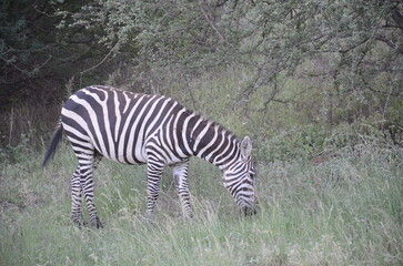 Zebra in Tsavo East