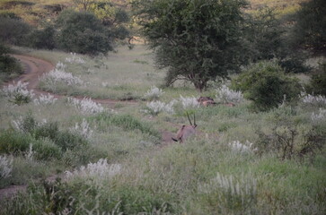 Safari Tsavo East