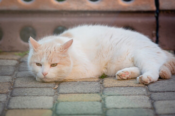 A white cat of the breed (Turkish van) lies in close-up on a paving stone on a summer day.
