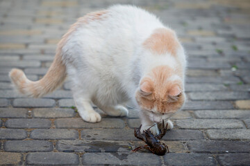 Turkish Van cat plays with a live crayfish on a summer day