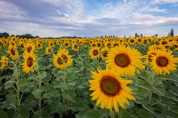 Sunflower field at dawn. Sunrise over sunflower field. Sunflowers on sunflower field.