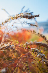 autumn leaves in the snow