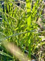 wild grass bush close up photo green grass
