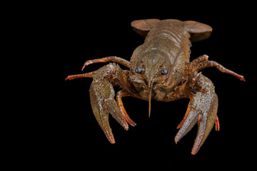 European cancer (Astacus astacus), noble cancer or broad-toed cancer close-up on a black background