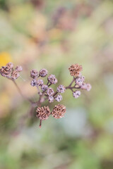 lilac flowers in the garden