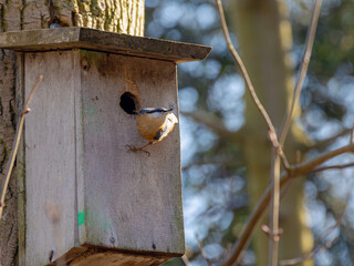 Selective focus of wood nuthatch bird in its natural habitat perched on birdhouse in winter, The Eurasian nuthatch (Boomklever) is a small passerine bird found throughout the Palearctic and in Europe.