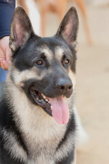 Portrait of an Eastern European shepherd dog.