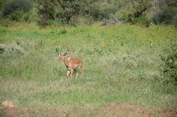 Safari Tsavo East