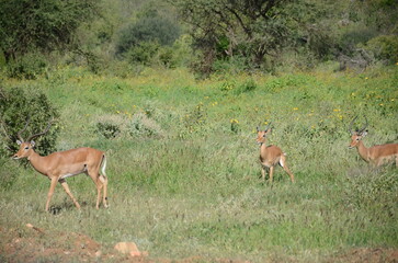 Safari Tsavo East