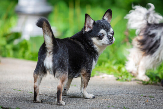 Domestic Chihuahua dog walks down the street. Chihuahua dog on a walk. Cute puppy early in the morning on a walk. A dog walks in the garden or park in autumn