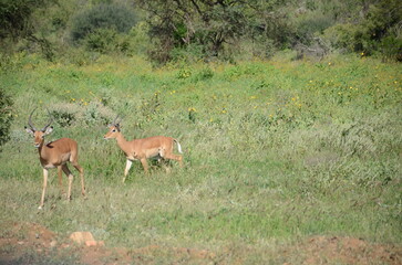 Safari Tsavo East