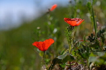 Obraz premium Vibrant red poppies swaying gently in the warm sunlight of a blooming meadow