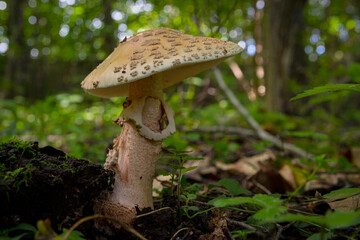Close-up of the fly agaric mushroom in the forest.