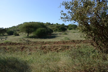 Safari Tsavo East