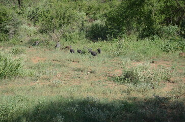 Safari Tsavo East