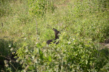 Safari Tsavo East