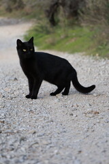 Black cat outdoors. High quality photo