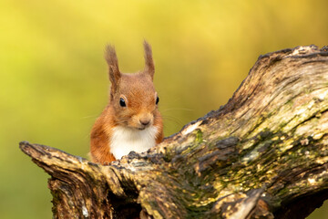 Red Squirrel (Sciurus vulgaris)