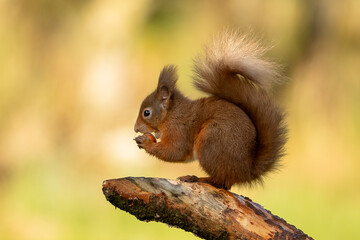 Red Squirrel (Sciurus vulgaris)