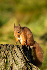 Red Squirrel (Sciurus vulgaris)