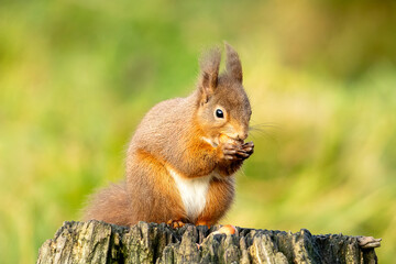 Red Squirrel (Sciurus vulgaris)