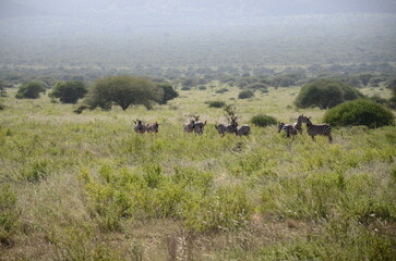 Safari Tsavo East