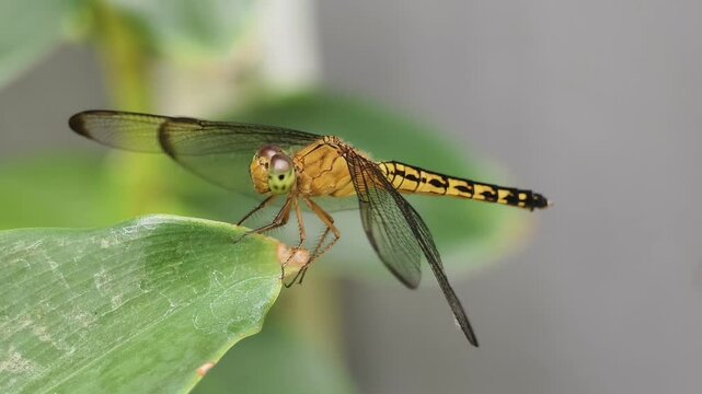 macro video of a golden yellow dragonfly or Anisoptera perched on a leaf