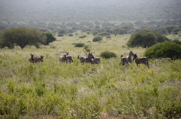 Fototapeta premium Safari Tsavo East