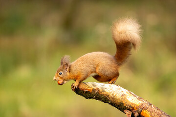 Red Squirrel (Sciurus vulgaris)