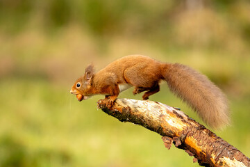 Red Squirrel (Sciurus vulgaris)