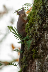 Red Squirrel (Sciurus vulgaris)