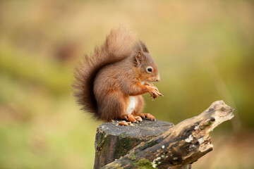Red Squirrel (Sciurus vulgaris)