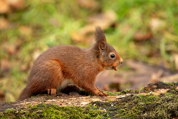 Red Squirrel (Sciurus vulgaris)