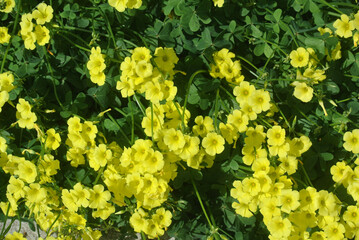 Fototapeta premium Giardino