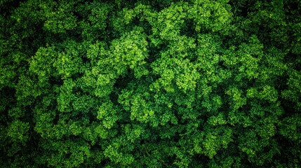 Fototapeta premium The dense Amazon rainforest canopy viewed from an aerial perspective, showcasing its vibrant green layers.
