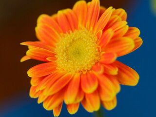 A single yellow-orange gerbera flower fills the frame in this close-up. Symbol of spring joy, loved for its vibrant beauty and uplifting mood.