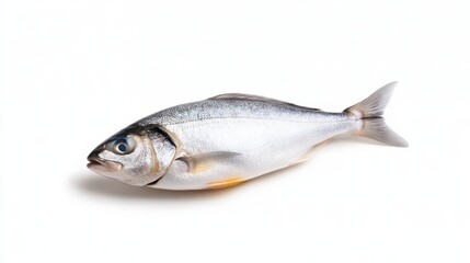 Fototapeta premium Fresh whole fish on a white background