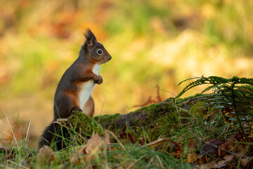 Red Squirrel (Sciurus vulgaris)