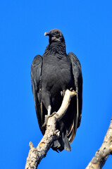 black-headed vultre (coragips atratus)