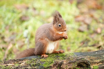 Red Squirrel (Sciurus vulgaris)
