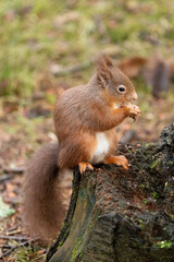 Red Squirrel (Sciurus vulgaris)