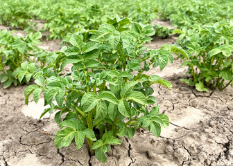 Potato plant growing in a field