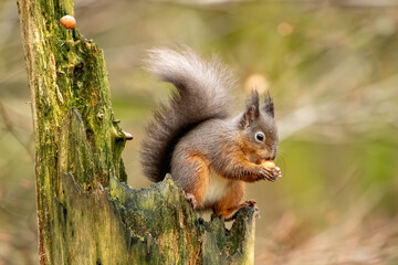 Red Squirrel (Sciurus vulgaris)