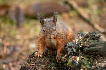 Red Squirrel (Sciurus vulgaris)