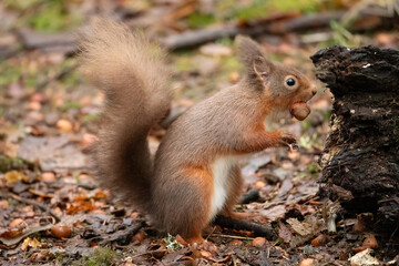 Red Squirrel (Sciurus vulgaris)