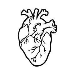 anatomical heart vector illustration