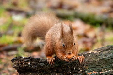 Red Squirrel (Sciurus vulgaris)
