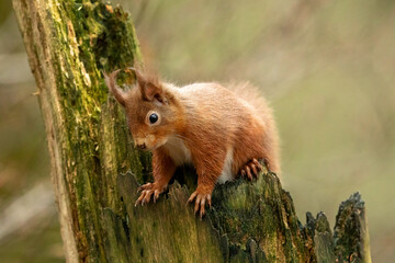 Red Squirrel (Sciurus vulgaris)